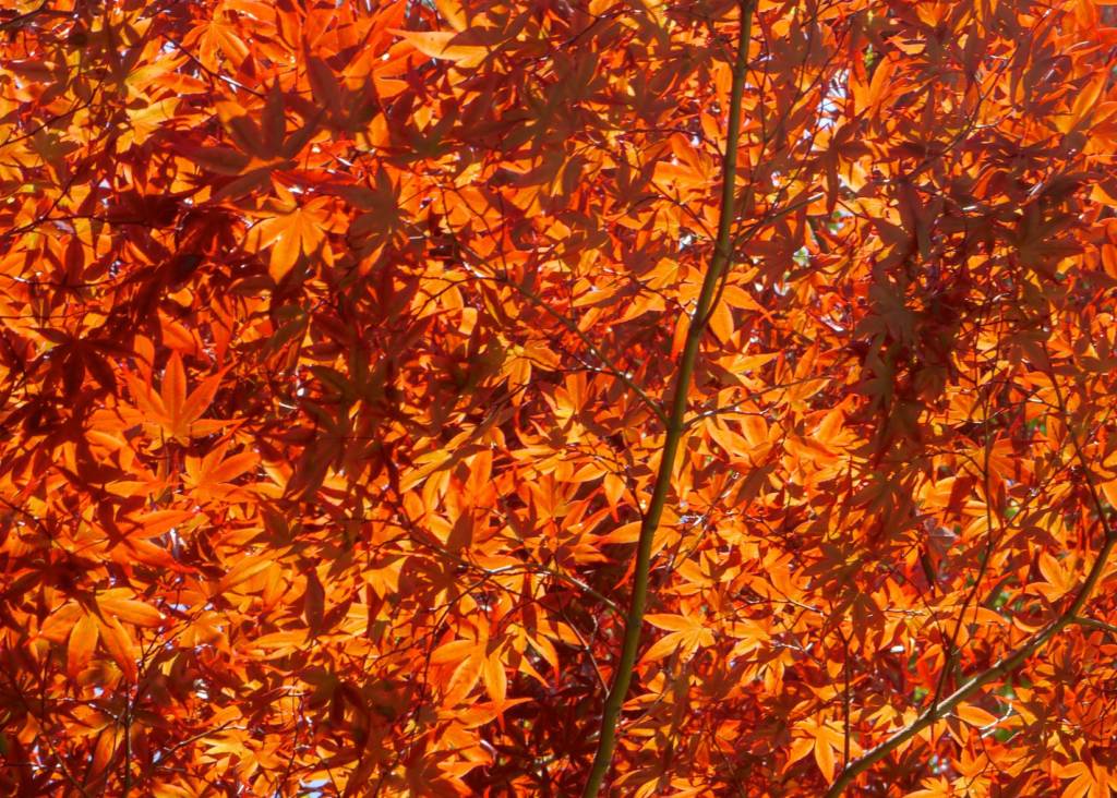 Fall foliage.