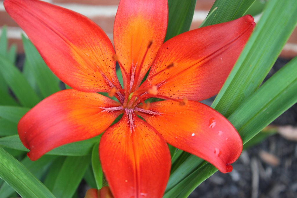 Lily