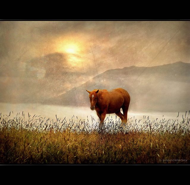 Image of a horse on a field.