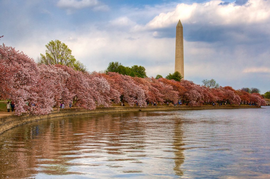 A photo of the Washington Monument and cherry blossom trees.