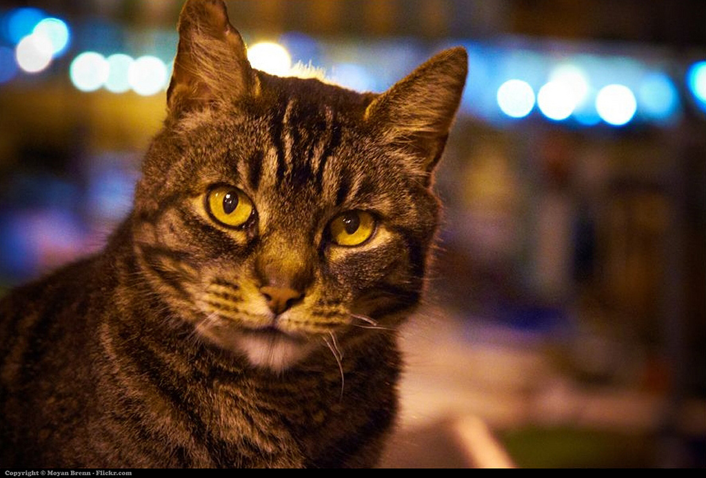 A picture of a cat.