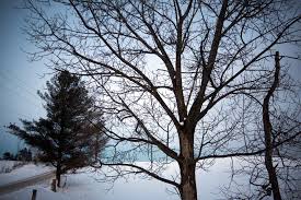 The sun shines behind a tree on a snowy background.