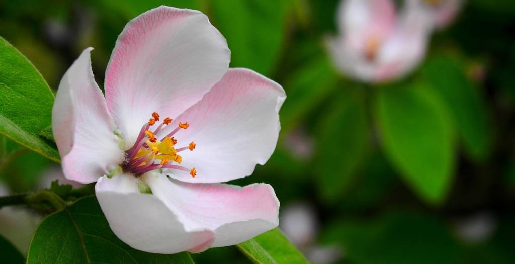 A picture of a flower