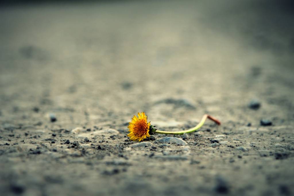 That flower looks pretty sad