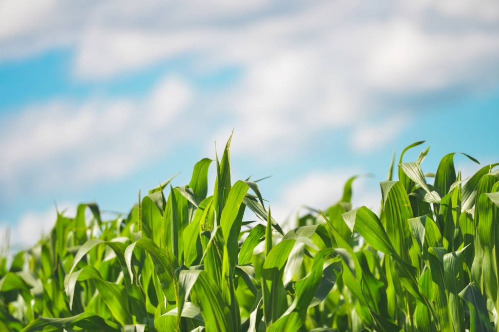 A cornfield