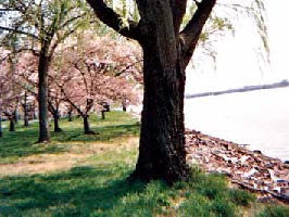 Cherry Blossoms