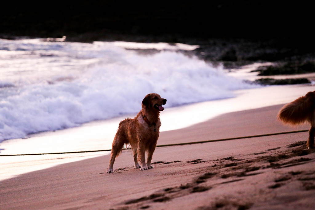 Golden Retriever on a beach.
