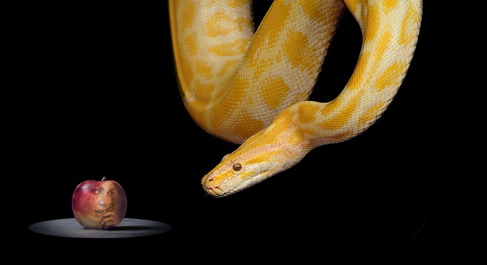A photograph of a golden snake looking at a red apple.