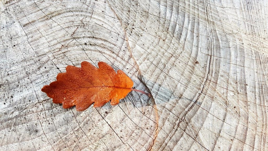 A photo of a leaf on the ground