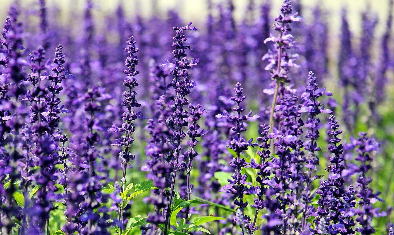 Purple stocks of flowers in a field.