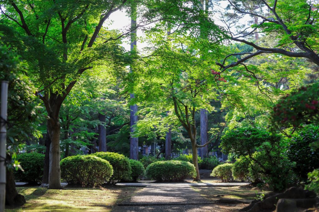 Trees in a park.