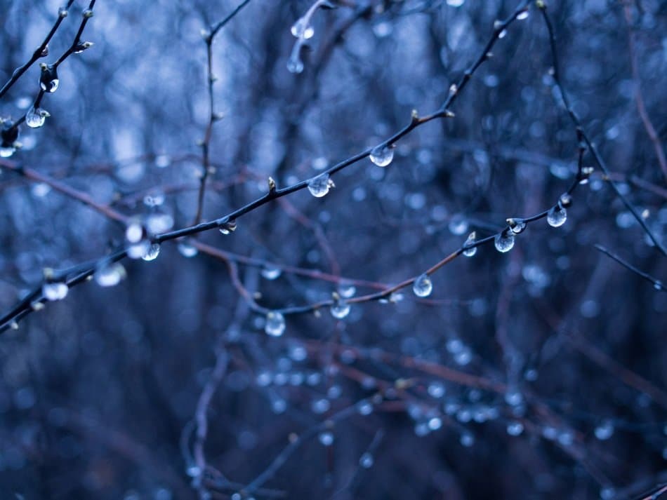 rain on tree branches