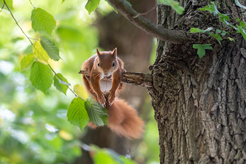 A photo of a squirrel resting in a tree on a hot day.