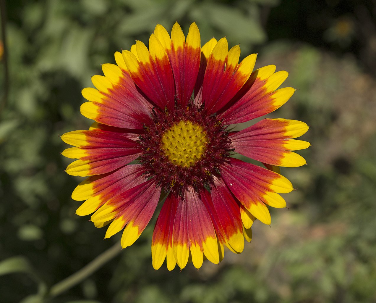 A singular orange, red, and yellow flower.