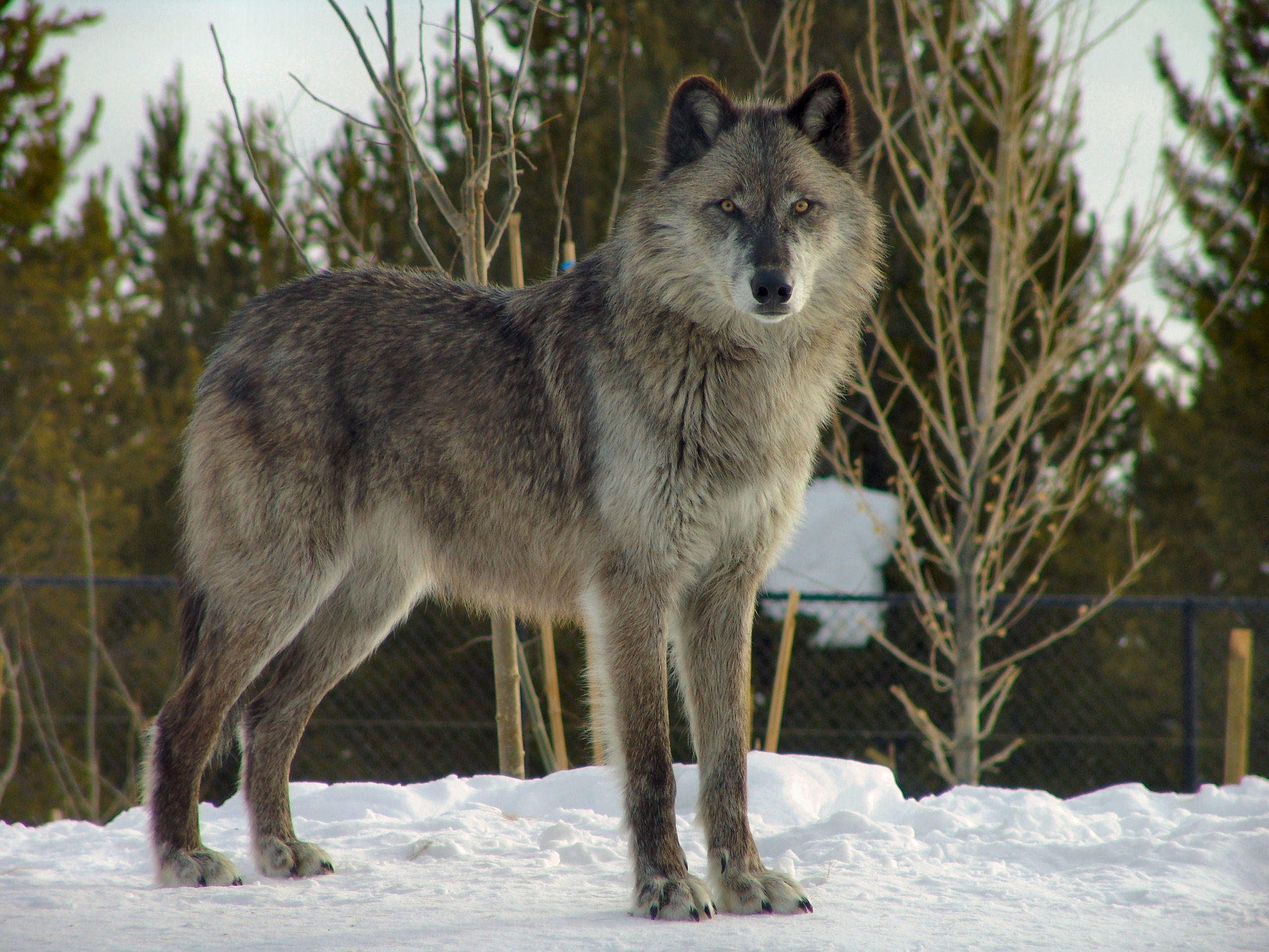 A photo of a wolf standing in snow.