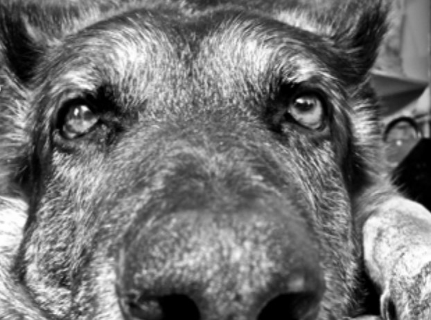 Close up photo of a dog laying down on the ground.