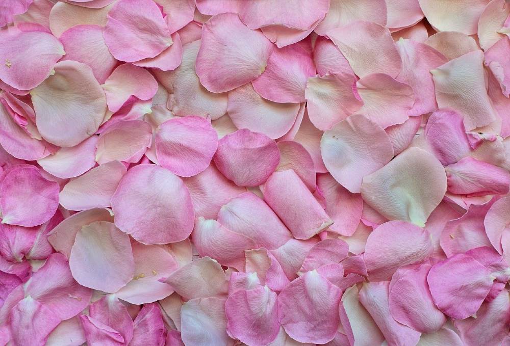 Photo of pink rose petals