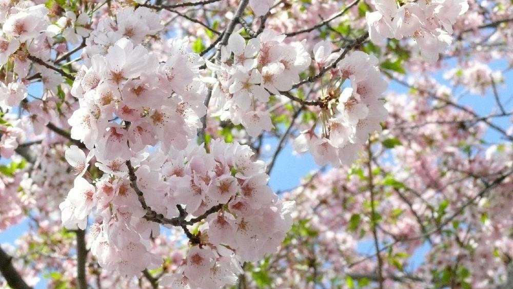 Photo of spring time cherry blossoms in Washington DC