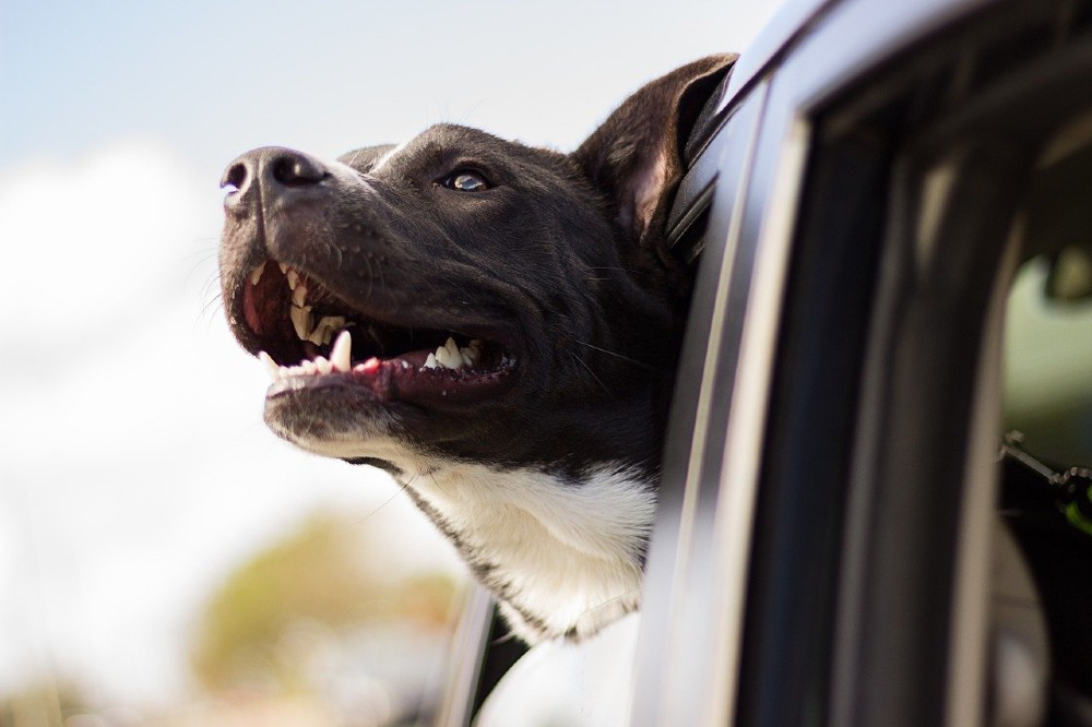 Photo of a dog with its head outside a car window