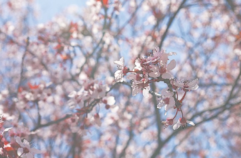 Close up photo of cherry blossom flowers