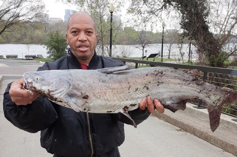 How to Catch Potomac River Monsters - Street Sense Media How to Catch Potomac River Monsters - Street Sense Media