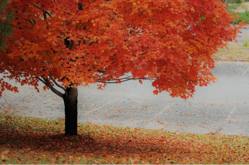 Photo of a single maple tree next to a parking lot