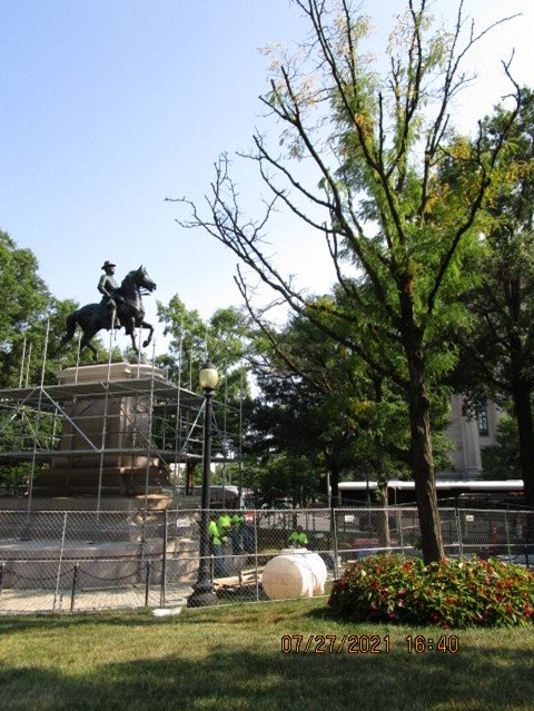 Photo of a dying and drying tree at a Washington, DC park.