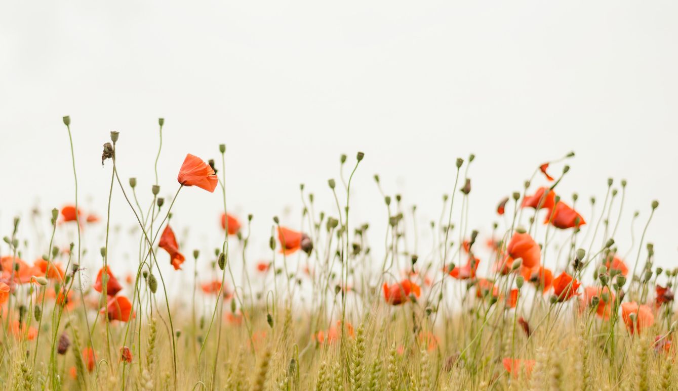 Photo of flowers in a field.