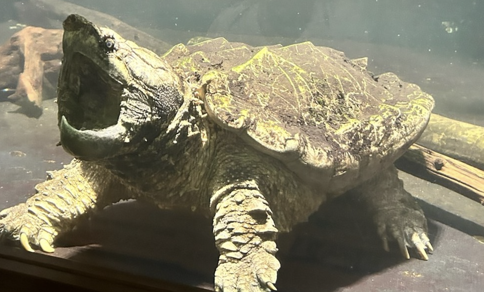 Snapping turtle in a glass cage