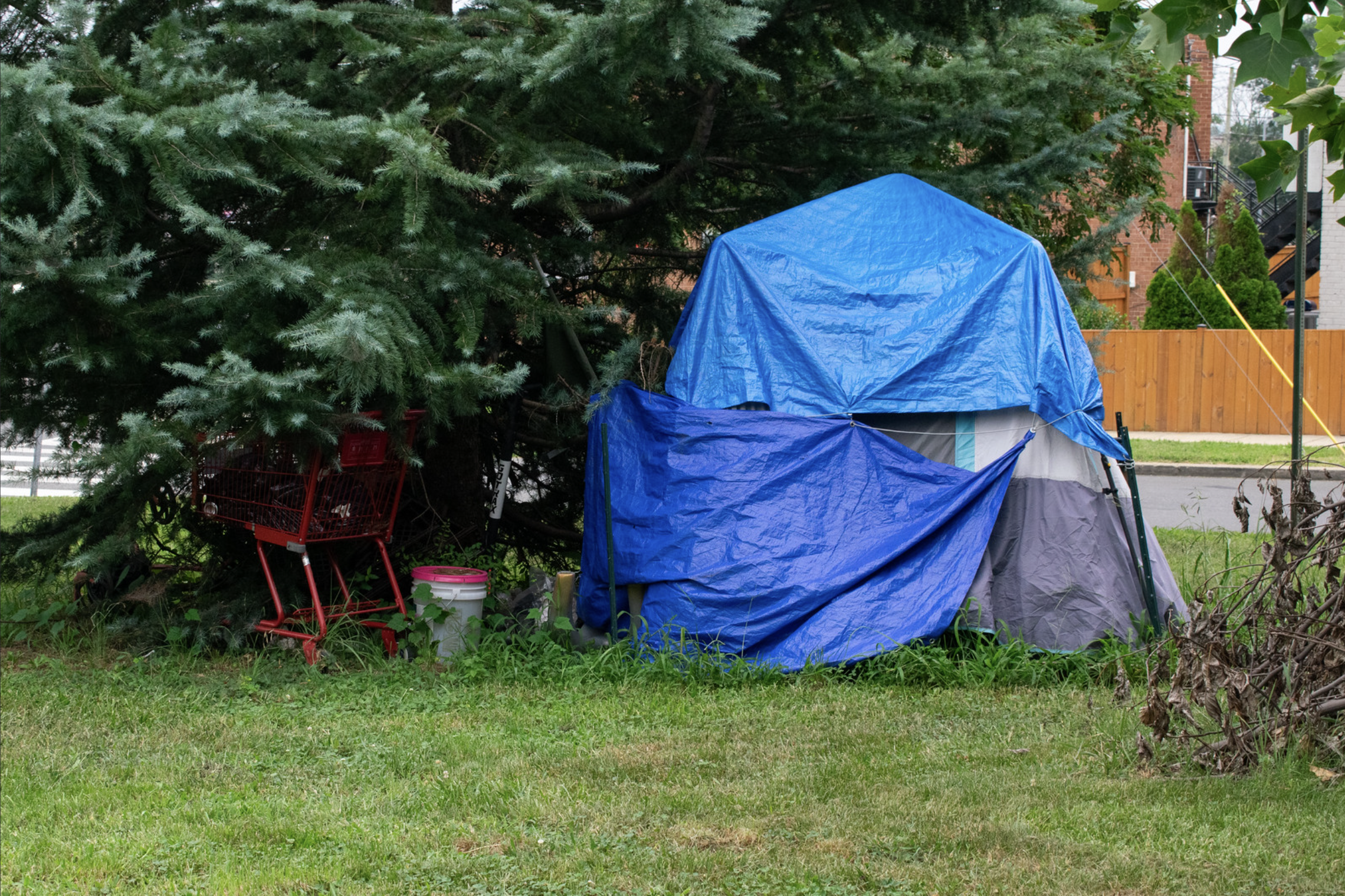 A blue tent in front of a large green tree.