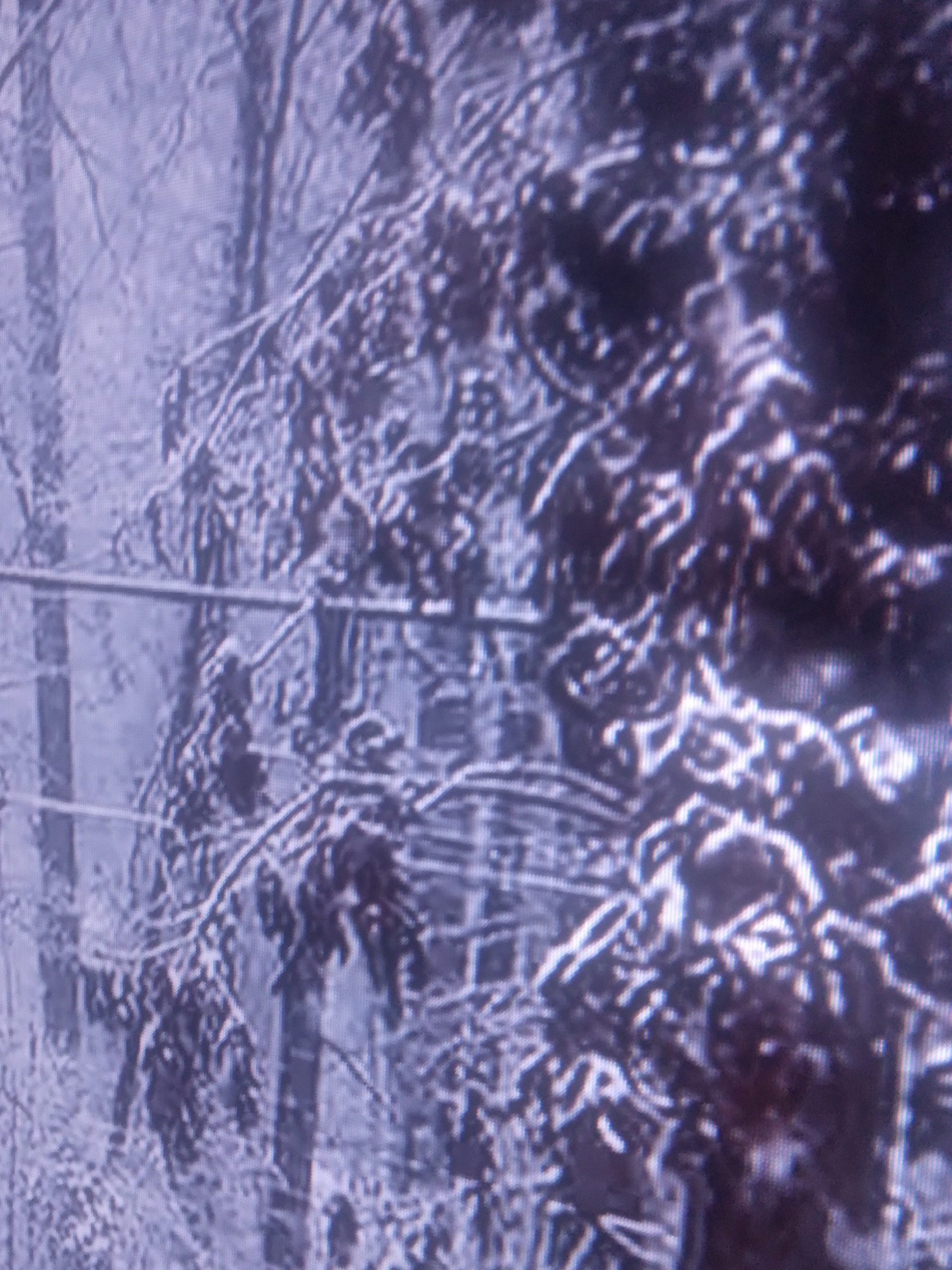 Memory lane stoops (Domestic snow shoveling, 1979) - Street Sense Media